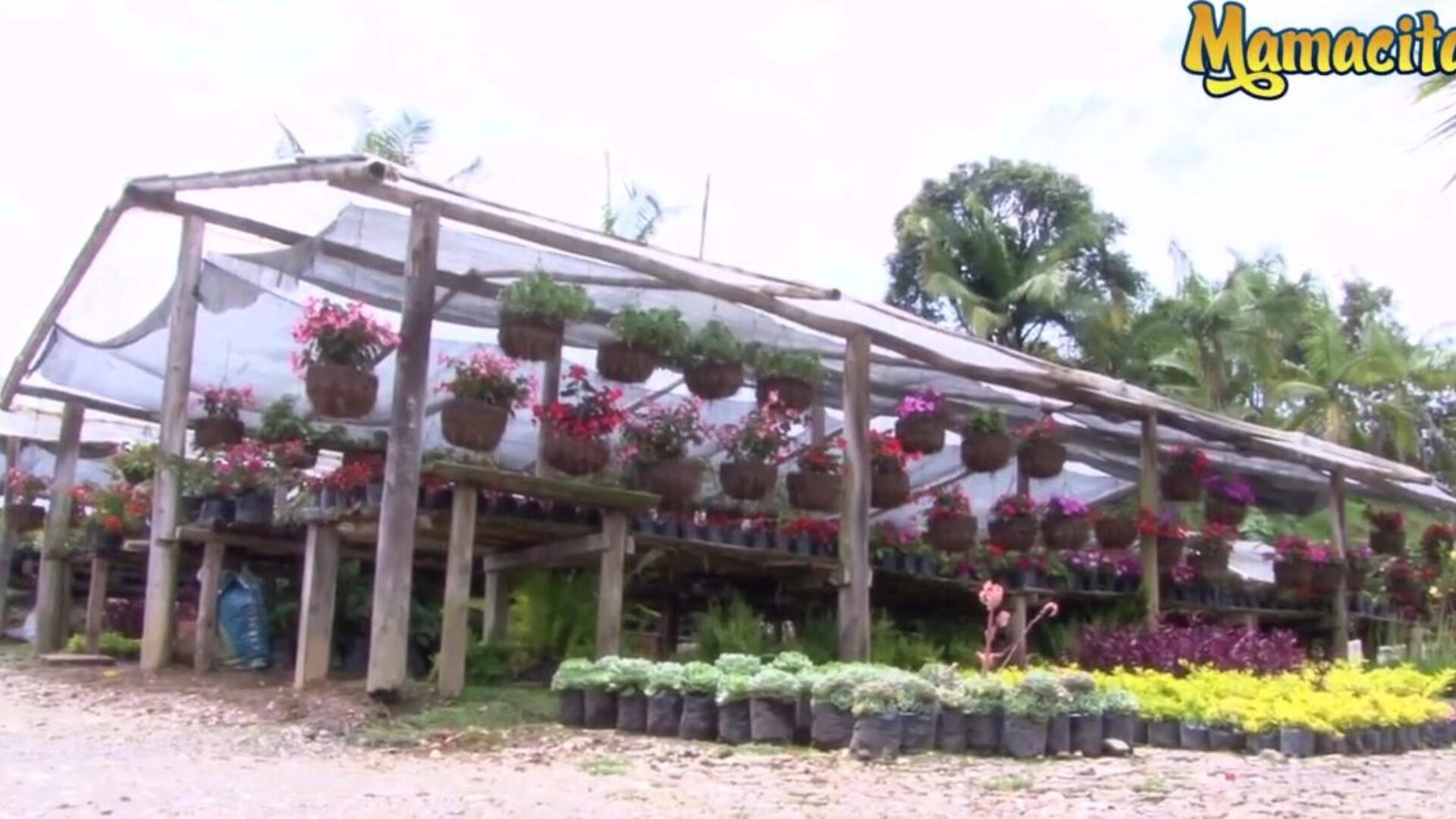 Carne Del Mercado - Casting Blue Hair Latina Girl With Perfect Pussy